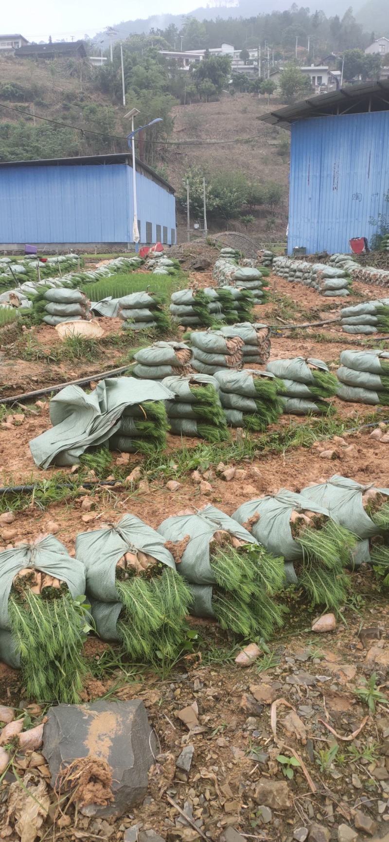 【甄选】杉树苗杉树百亩苗圃基地常年供应规格齐全批发零售