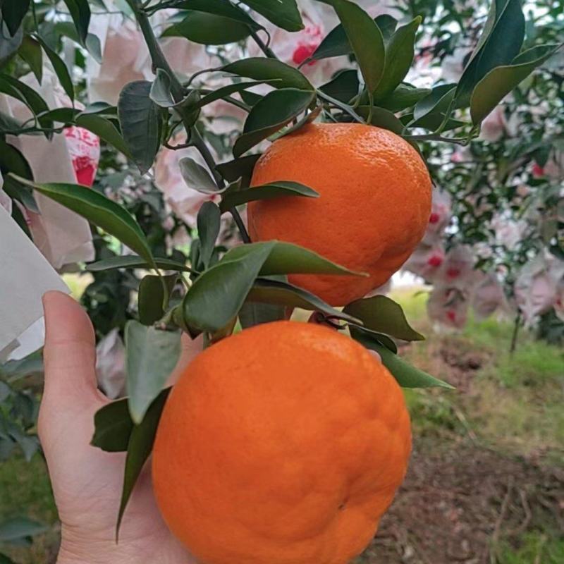 丹棱耙耙柑一件代发，口感好