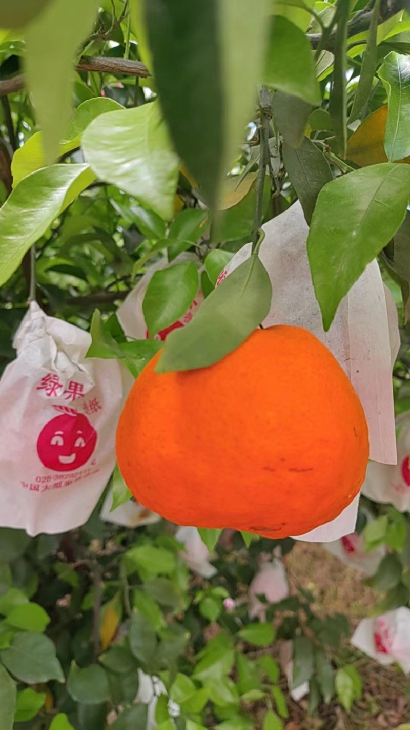 丹棱耙耙柑一件代发，口感好
