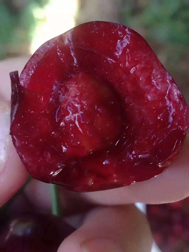 大棚美早大樱桃