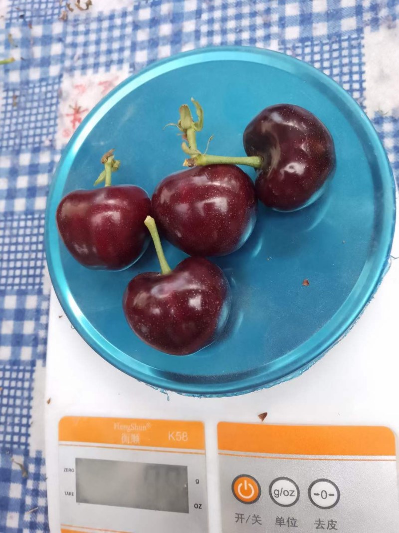 大棚美早大樱桃