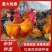 快大型青脚鸡种蛋麻鸡种蛋土鸡种蛋保障受精率