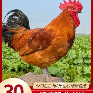 青脚鸡种蛋土鸡种蛋瑶鸡种提供技术保障受精率90%