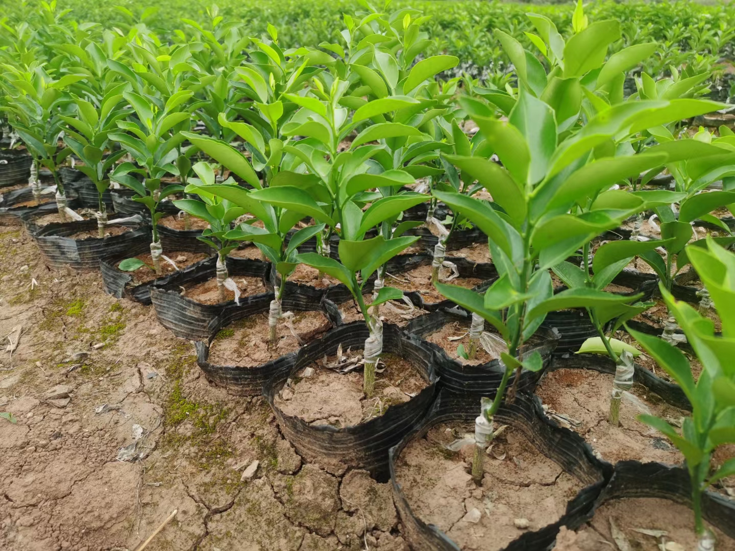 红美人柑桔种植基地地理分布示意图