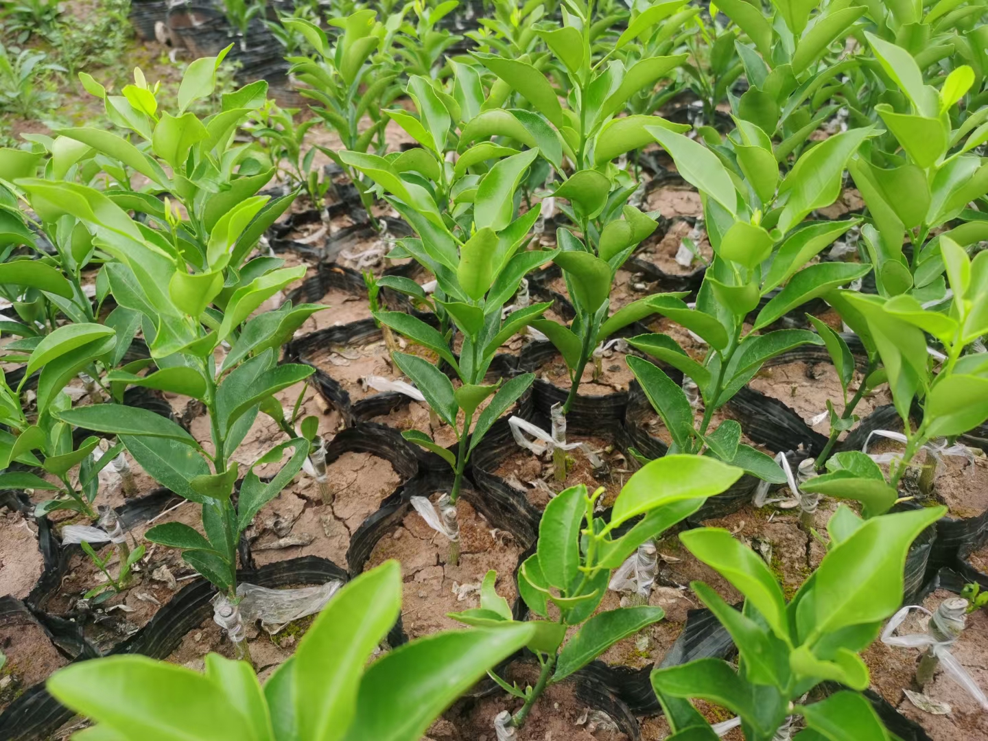 红美人柑橘套袋操作示范图