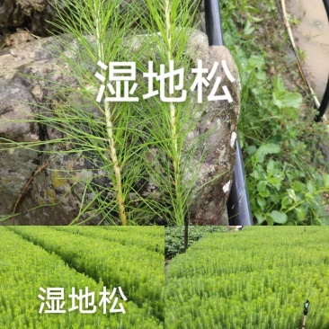 贵州湿地松苗精品湿地松袋苗发现规格齐全全国批发价格