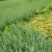 【精品】袋装苗柏树苗发现规格齐全百亩苗圃基地常年供应现挖