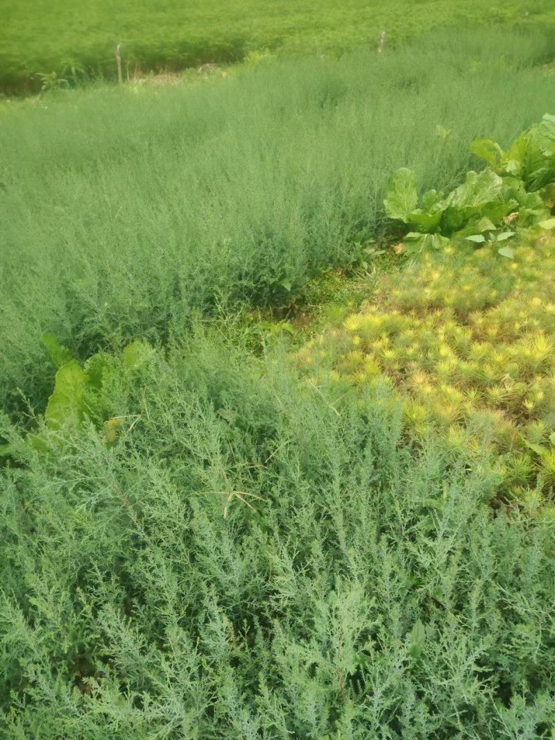 【精品】袋装苗柏树苗发现规格齐全百亩苗圃基地常年供应现挖