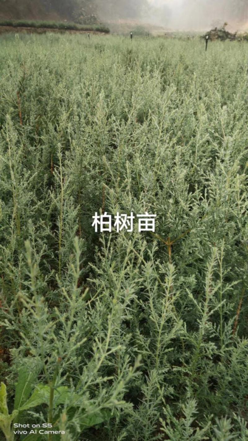 【精品】袋装苗柏树苗发现规格齐全百亩苗圃基地常年供应现挖