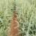 【精品】袋装苗柏树苗发现规格齐全百亩苗圃基地常年供应现挖