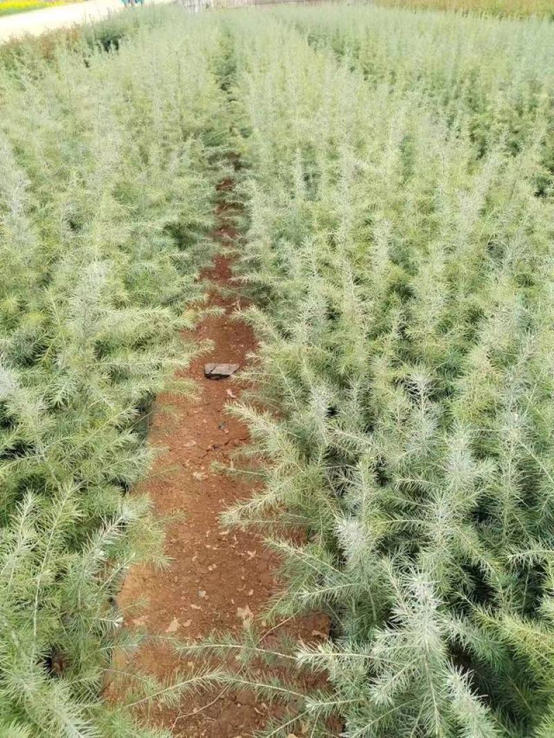 【精品】袋装苗柏树苗发现规格齐全百亩苗圃基地常年供应现挖