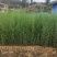 【精品】袋装苗柏树苗发现规格齐全百亩苗圃基地常年供应现挖