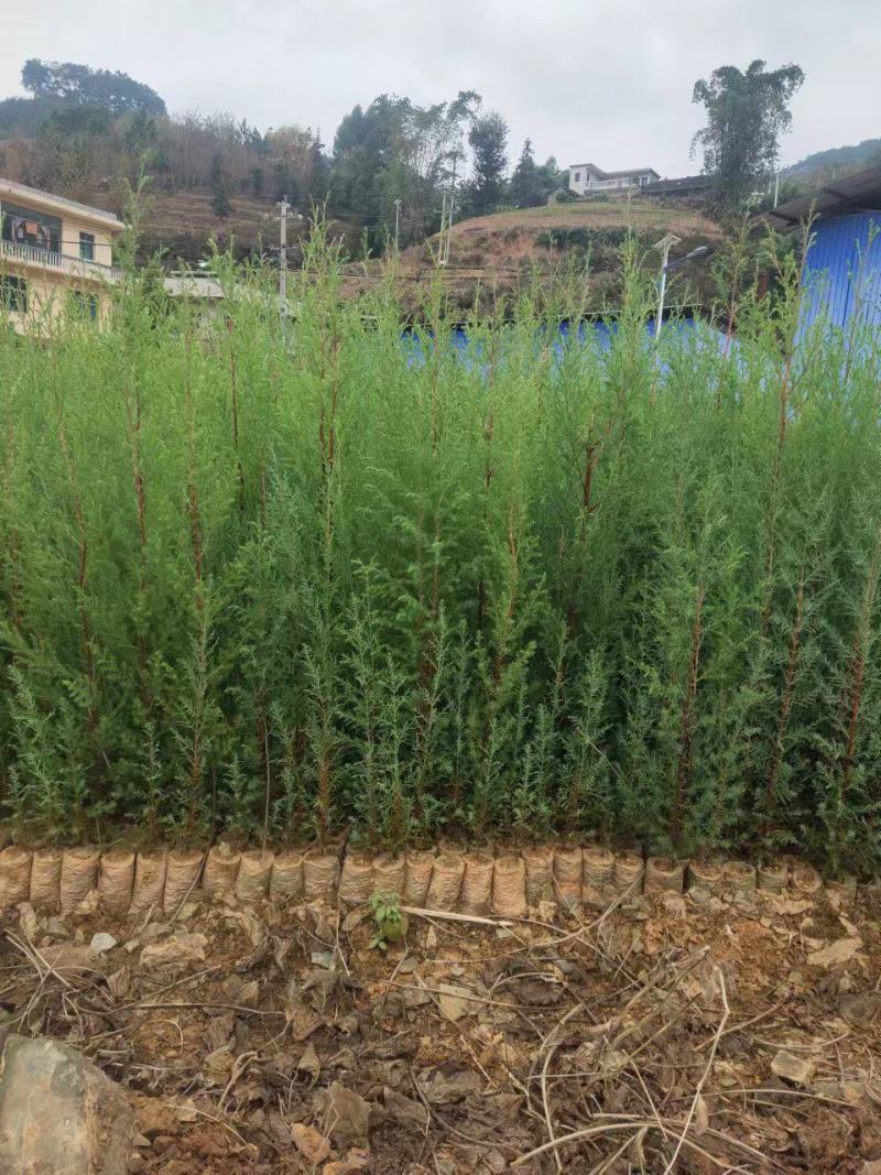 【精品】袋装苗柏树苗发现规格齐全百亩苗圃基地常年供应现挖