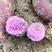 二代小花叶，桂京8紫薯大量供应国内电商市场，欢迎产地采购