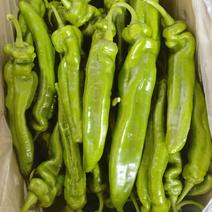 云南产地大棚种植大青椒品质好价格便宜