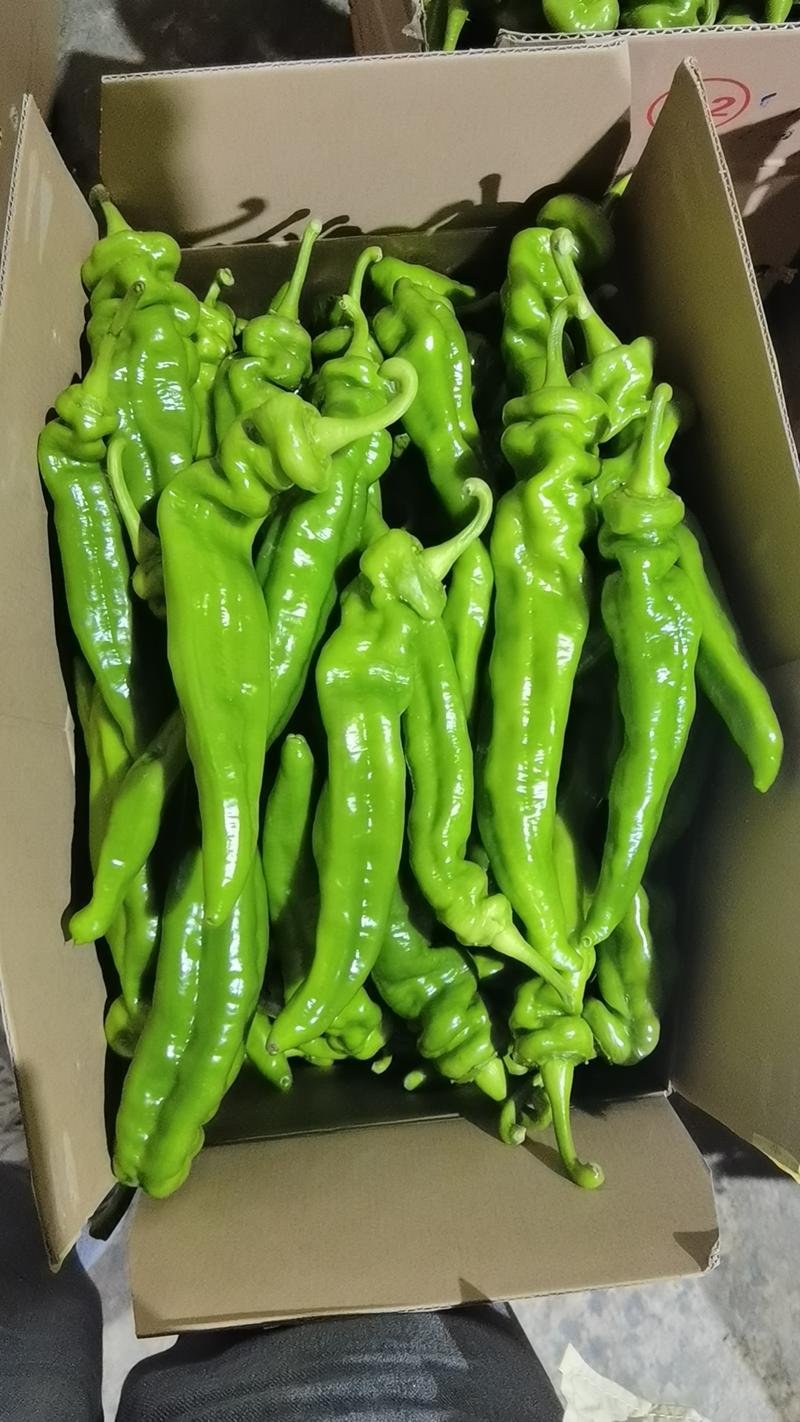 云南产地大棚种植大青椒品质好价格便宜