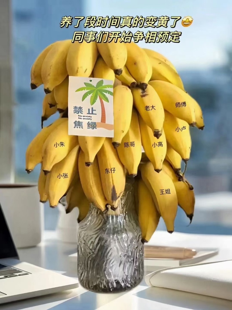 禁止焦虑苹果焦软糯香甜入口即化，齿颊留香