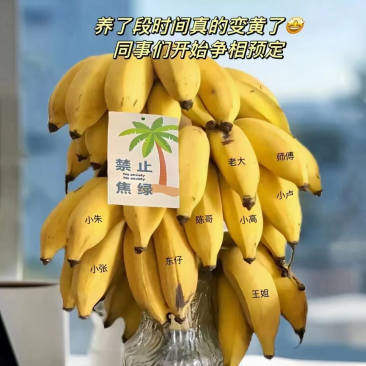 禁止焦虑苹果焦软糯香甜入口即化，齿颊留香