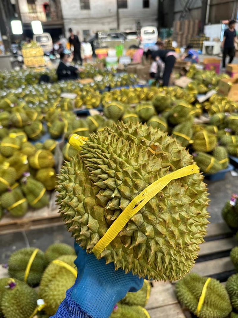 泰国进口金枕头榴莲巴掌榴莲A果带壳鲜果一件代发批发团购