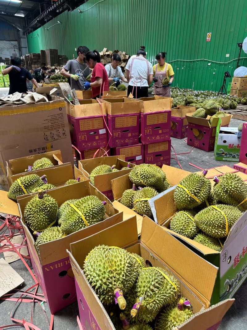 泰国进口金枕头榴莲巴掌榴莲A果带壳鲜果一件代发批发团购