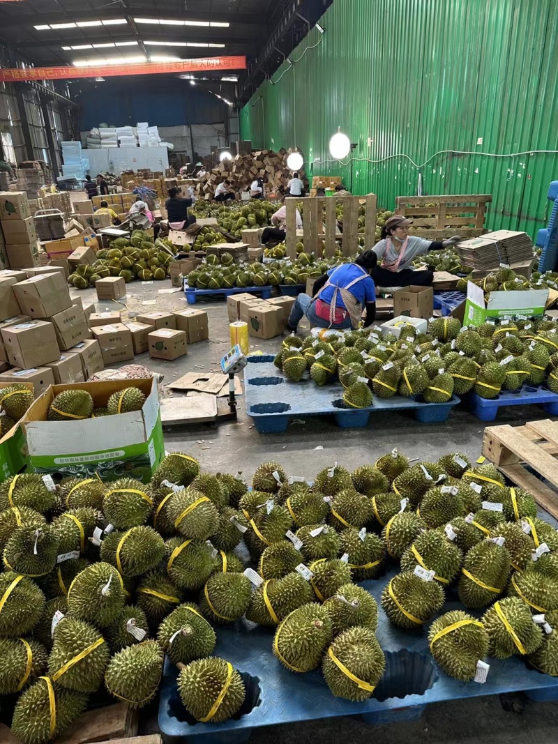 泰国进口金枕头榴莲巴掌榴莲A果带壳鲜果一件代发批发团购