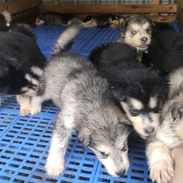 阿拉斯加幼犬