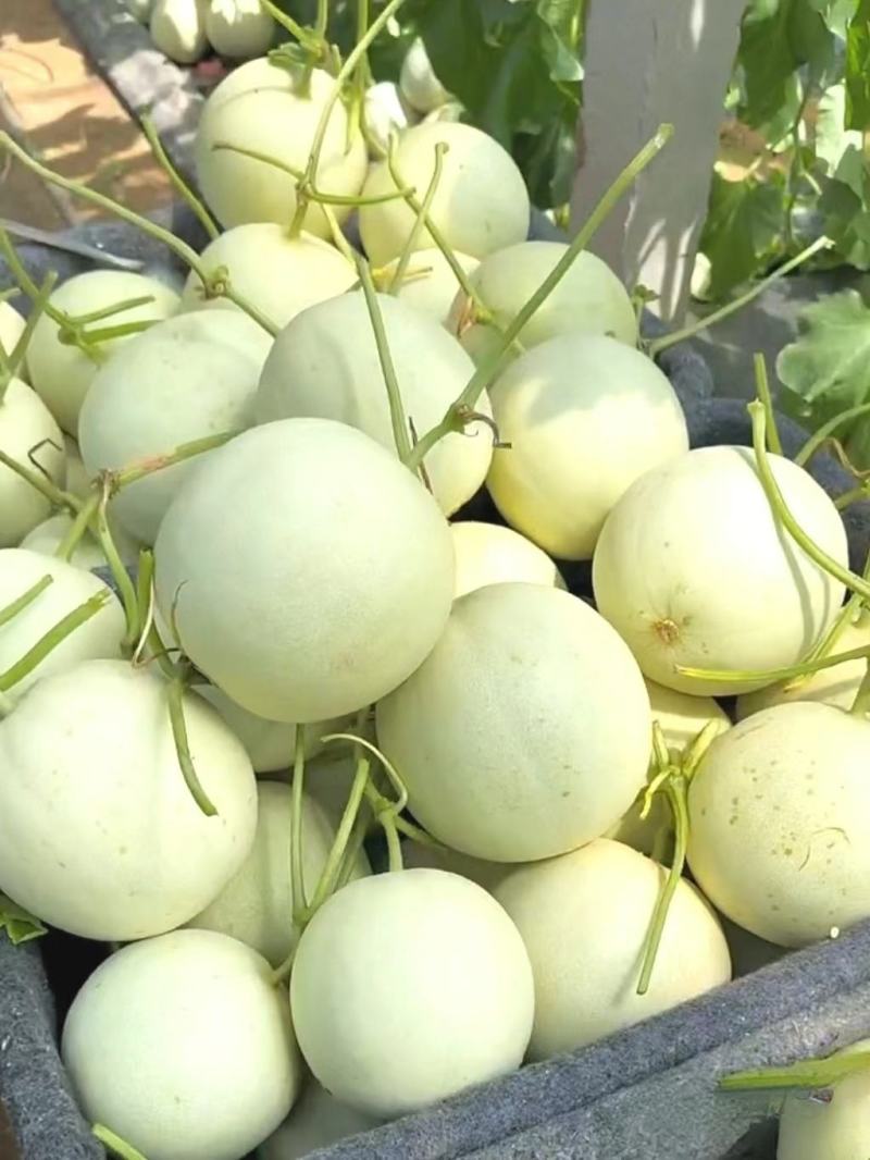 玉菇甜瓜冰淇淋甜瓜大量上市产地直发现摘现发