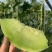 玉菇甜瓜冰淇淋甜瓜大量上市产地直发现摘现发