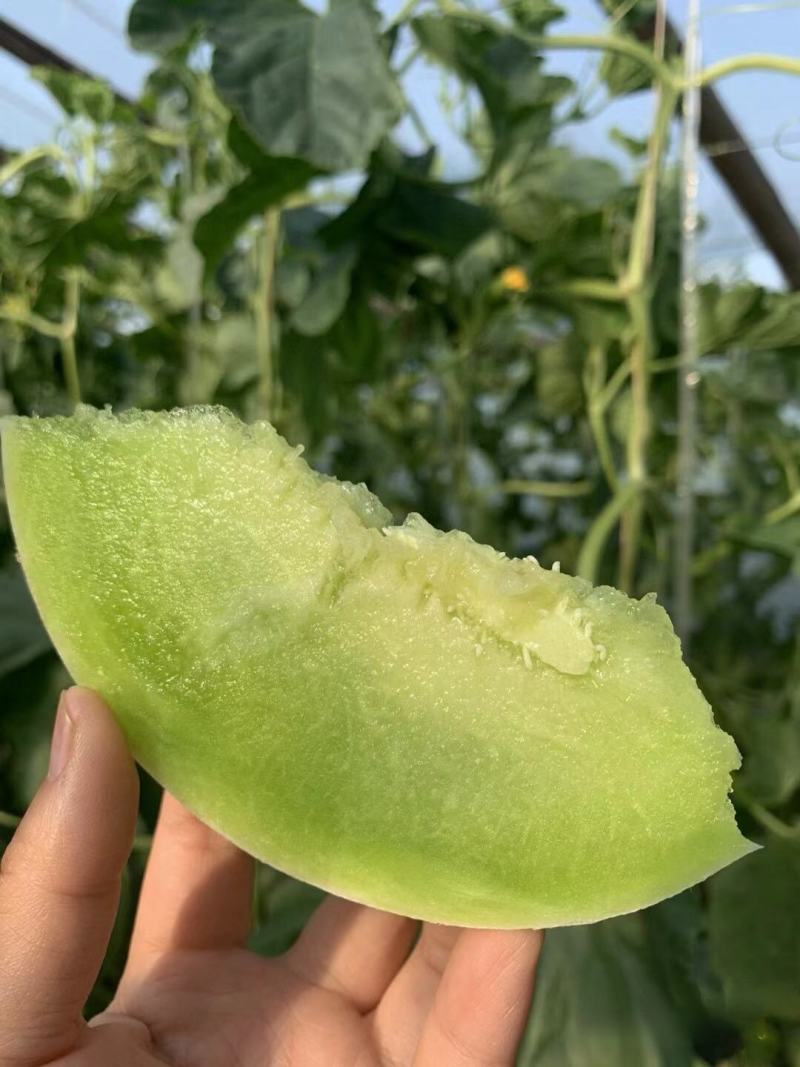 玉菇甜瓜冰淇淋甜瓜大量上市产地直发现摘现发