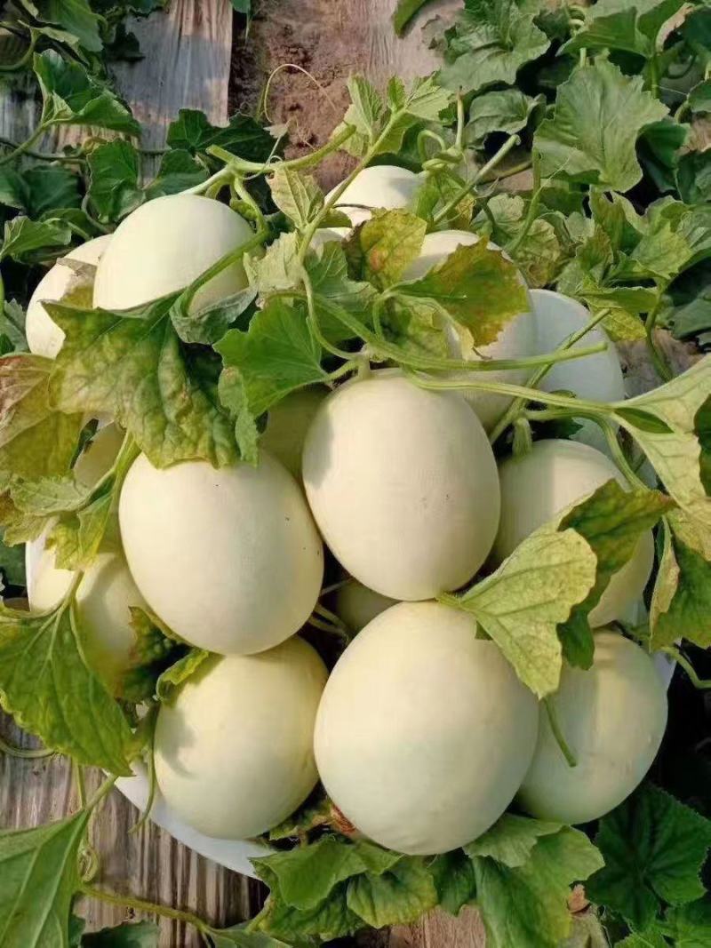 玉菇甜瓜冰淇淋甜瓜大量上市产地直发现摘现发