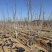 布鲁克斯大樱桃苗品种纯真基地现起现发根系发达成活率高