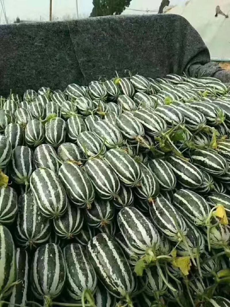 博洋9甜瓜山东甜瓜大量现货供应产地直发全国发货