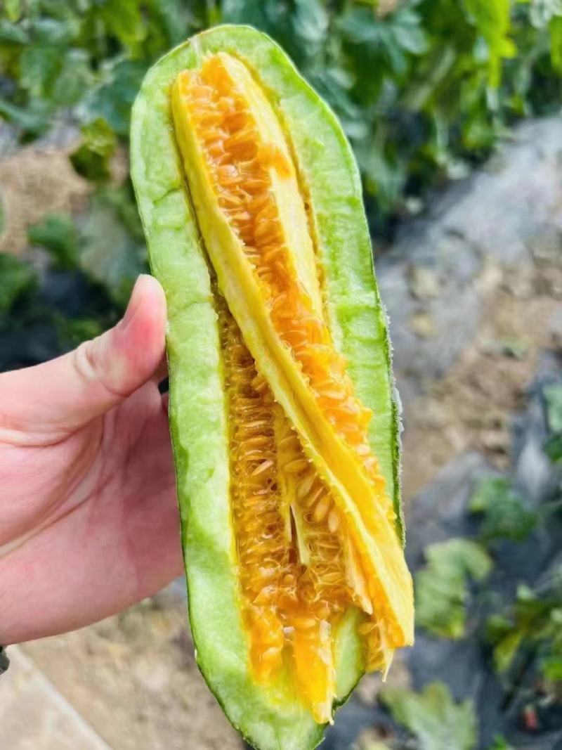博洋9甜瓜山东甜瓜大量现货供应产地直发全国发货