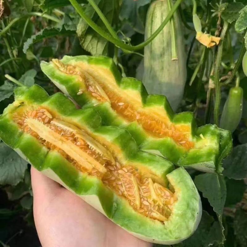 精品博洋6羊角蜜甜瓜产地直供全国代发