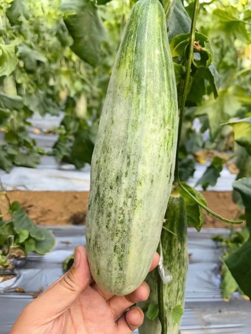 精品博洋6羊角蜜甜瓜产地直供全国代发