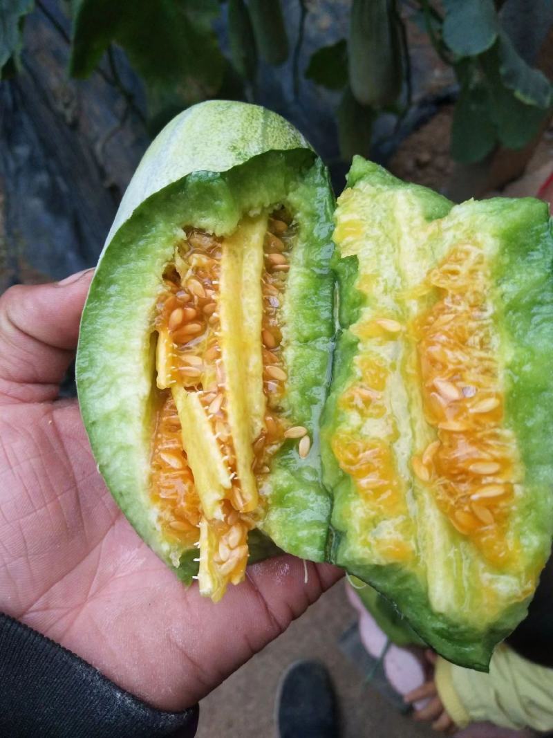 精品博洋6羊角蜜甜瓜产地直供全国代发