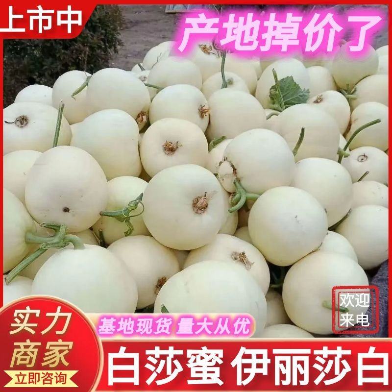 白莎蜜甜瓜/白甜瓜/砀山香瓜/小白瓜/白玉香瓜/小白甜瓜