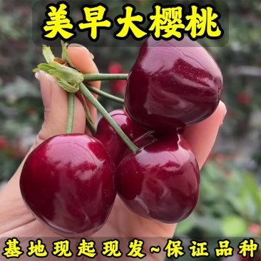 美早大樱桃苗品种纯真基地现起现发根系发达成活率高