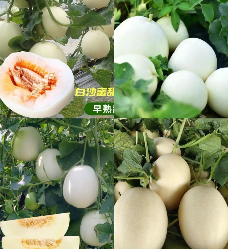 白莎蜜甜瓜/白甜瓜/砀山香瓜/小白瓜/白玉香瓜/小白甜瓜