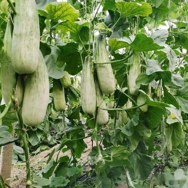 精品博洋6羊角蜜甜瓜产地直供全国代发