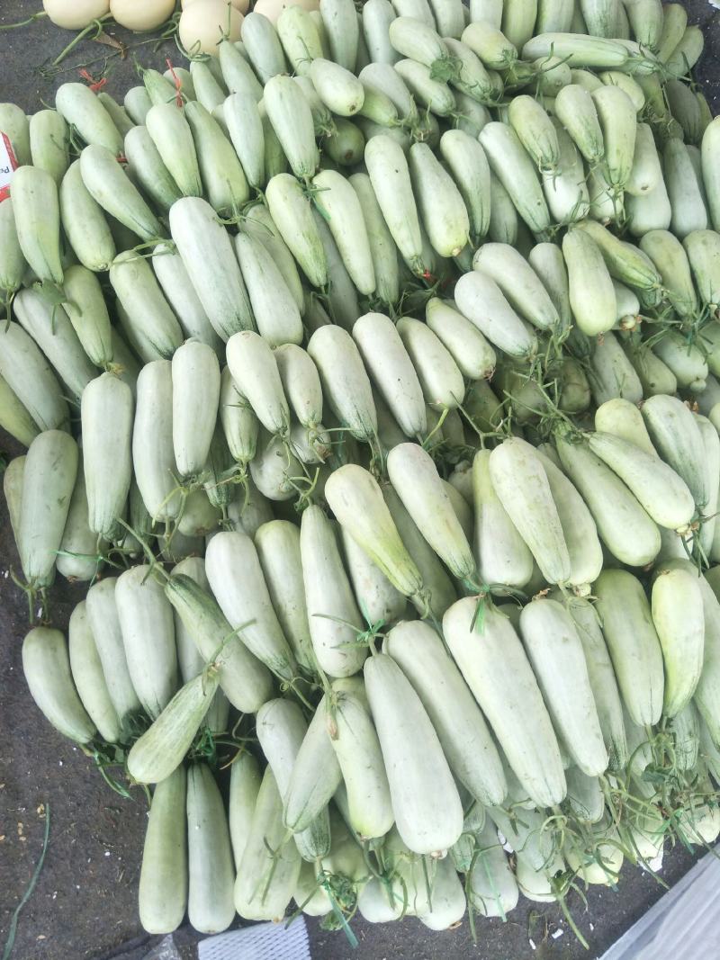 精品博洋6羊角蜜甜瓜产地直供全国代发