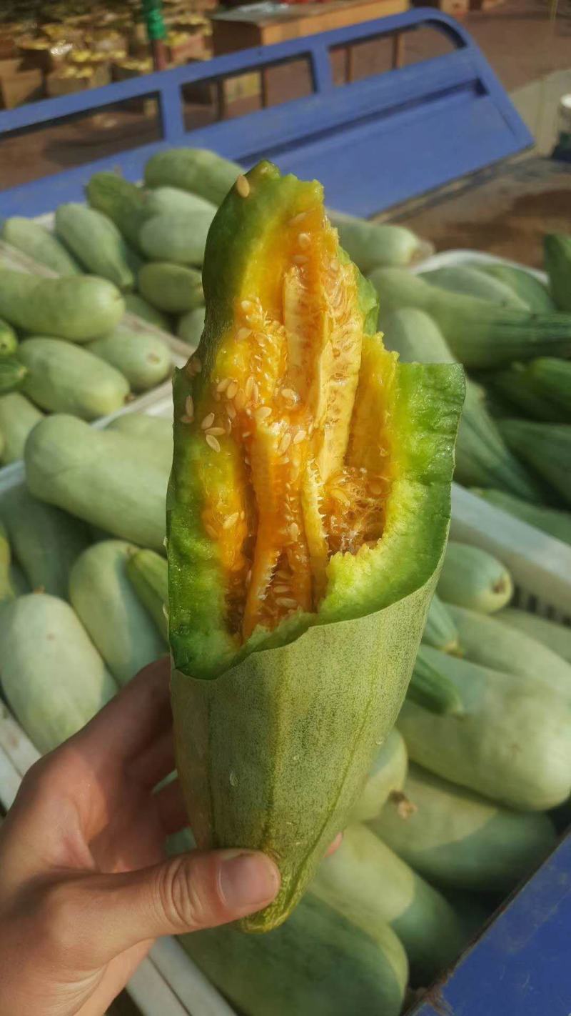 精品博洋6羊角蜜甜瓜产地直供全国代发