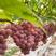 山东红提葡萄优质红艳天葡萄大量上市质量保证量大从优