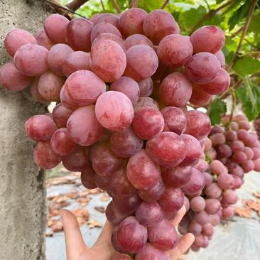 山东红提葡萄优质红艳天葡萄大量上市质量保证量大从优