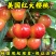 美国红大樱桃苗品种纯真基地现起现发根系发达成活率高