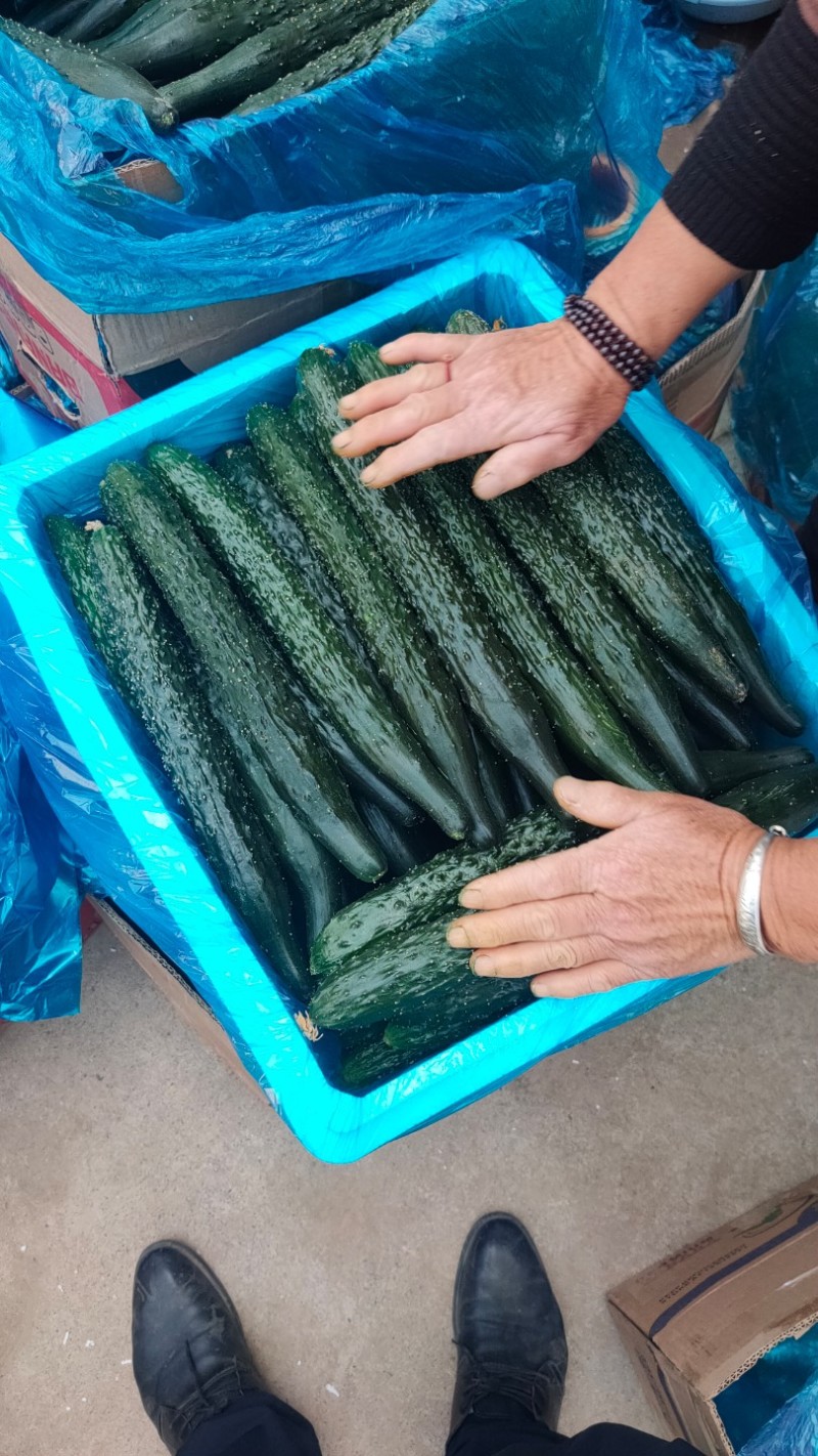 黄瓜大量上市。有菜瓜，有油瓜产地直发一手货源对接电商超