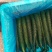 黄瓜大量上市。有菜瓜，有油瓜产地直发一手货源对接电商超