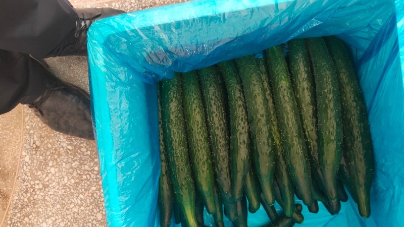 黄瓜大量上市。有菜瓜，有油瓜产地直发一手货源对接电商超
