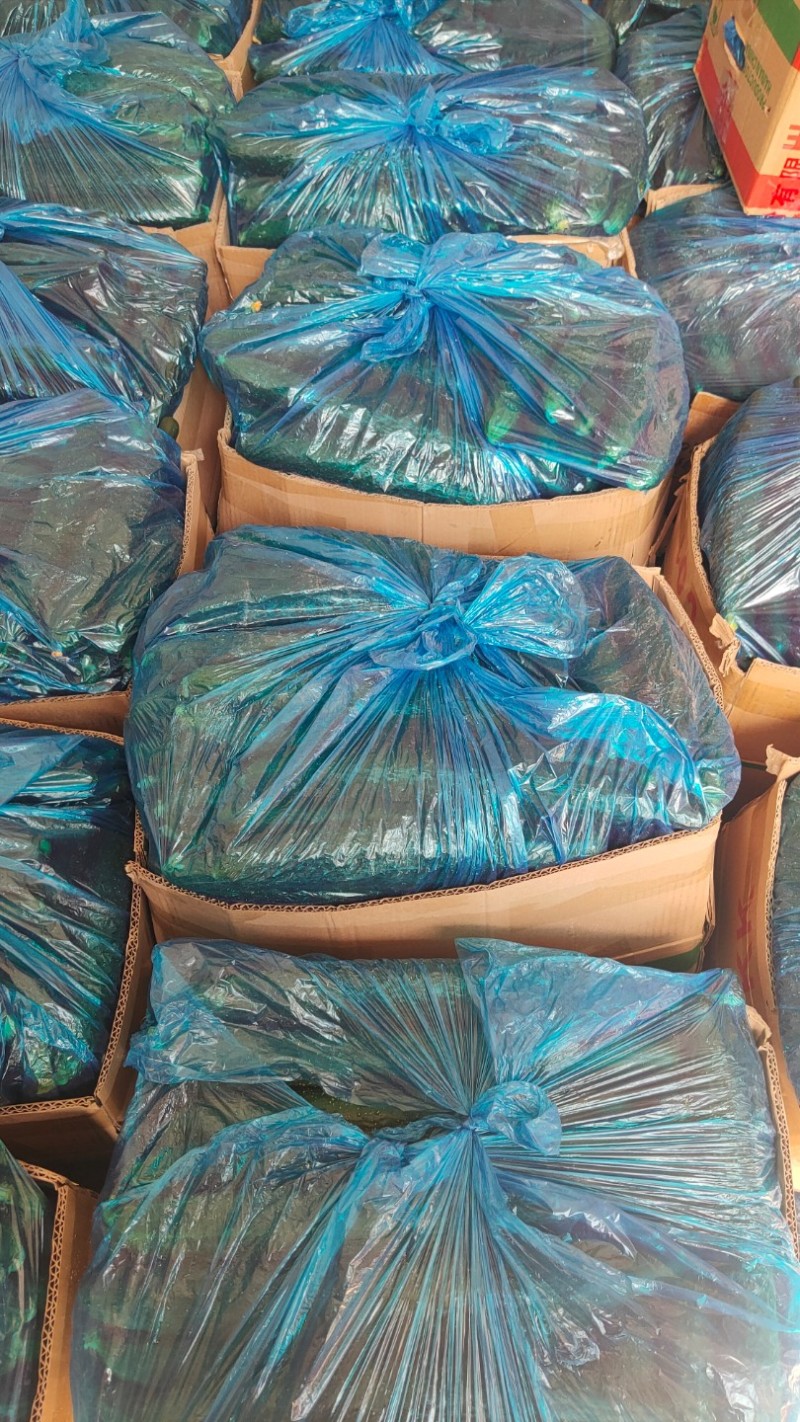 黄瓜大量上市。有菜瓜，有油瓜产地直发一手货源对接电商超