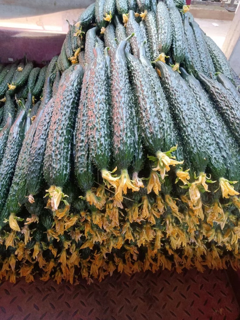 黄瓜大量上市。有菜瓜，有油瓜产地直发一手货源对接电商超